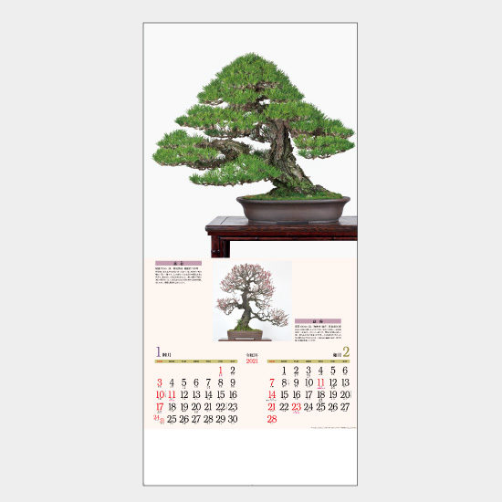 銘樹(盆栽) NC-14 NC-14