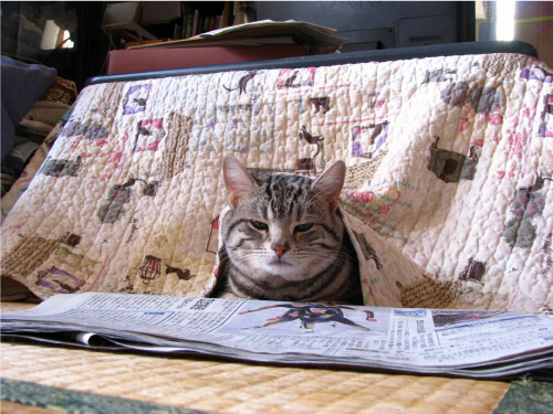 こたつでくつろぐ猫