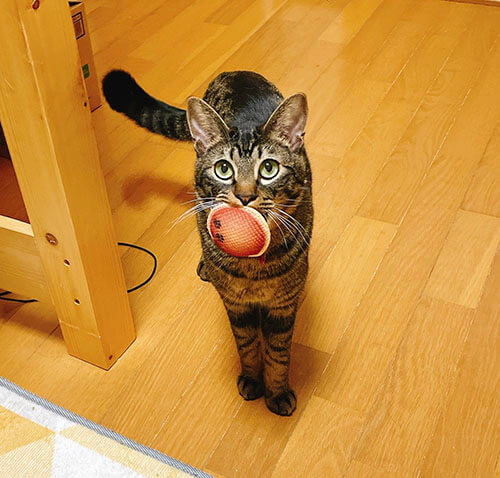 ねこ