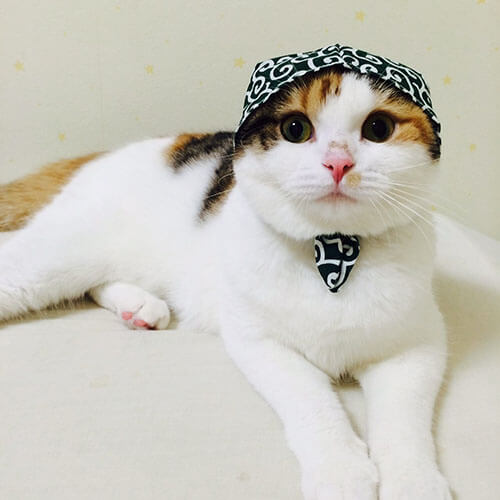 ねこ